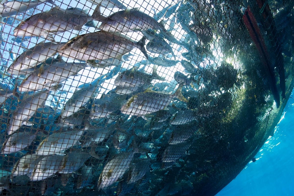 我国水产养殖业的现状与前景