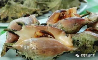 包船出海，拖网捕鱼与烟花篝火盛宴 一场停不下来的海洋乐趣