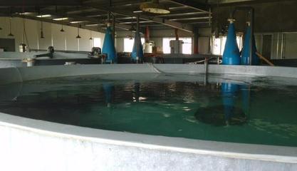 日本黄姑鱼工厂化养殖技术 提升水产品品质与产量的创新路径