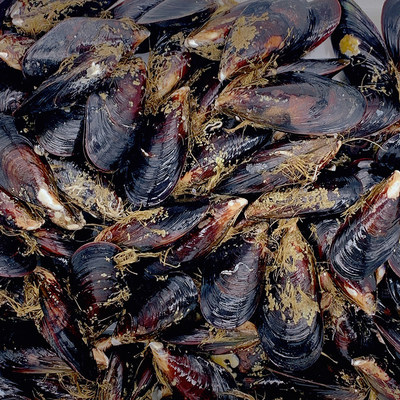 鲜活大海虹 来自深海的野生美味，烧烤佳品推荐