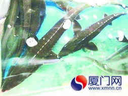 厦门杂交鲟鱼远销外地，本地市场反应冷淡