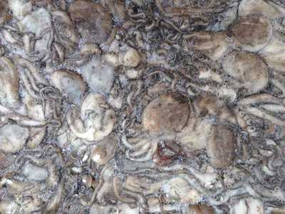 供应国产冷冻八爪鱼/章鱼批发及冷冻粗加工水产品