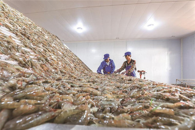 滦南 南美白对虾加工忙，水产产业兴旺时