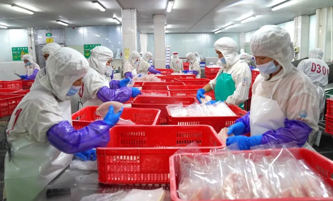 深度 | 云浮 山区“土菜”变身世界佳肴，水产特色产业领航出海