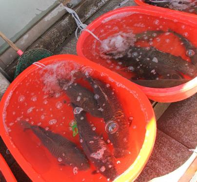 菜市场避坑指南 这三种鱼再便宜也别买，鱼贩子都悄悄避开