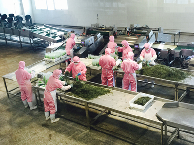 蔚蓝馈赠 新型海洋蔬菜端上百姓餐桌，海带产品花样翻新