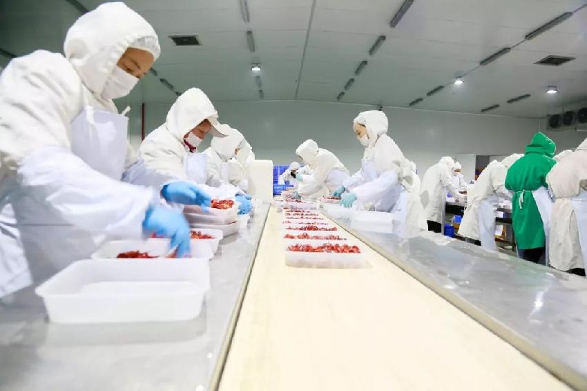 小龙虾产业进入多元竞争期 褪去网红标签后的价值重塑与潜在误区