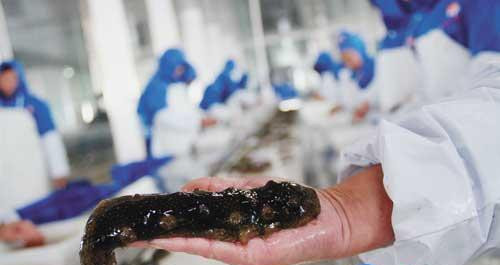 东营市标准化程度最高海参加工项目正式投产 引领水产品产业升级